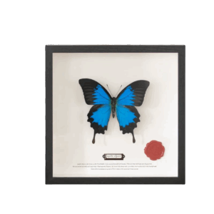 ShadowBox Noir