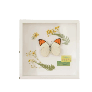 LumiFrame Blanc
