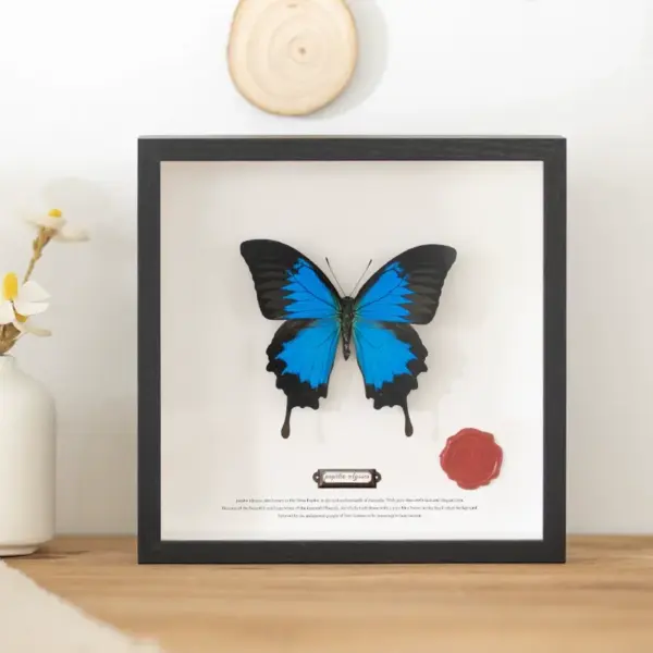 ShadowBox Noir - Image 2